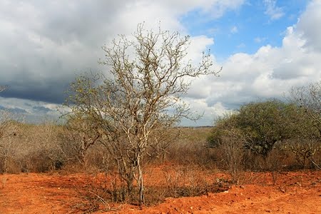 floresta-nacional-de-cristopolis